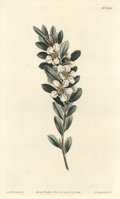 Fa a vagy ausztrál mirtusz - Tengerparti teafa, Leptospermum laevigatum (Smooth fabricia, Fabricia laevigata). F. Sansom Jr. kézi színű rézmetszete Sydenham Edwards illusztrációja után, William Curtis Botanical Magazine, T. Cur alkotó: Sydenham Teast Edwards