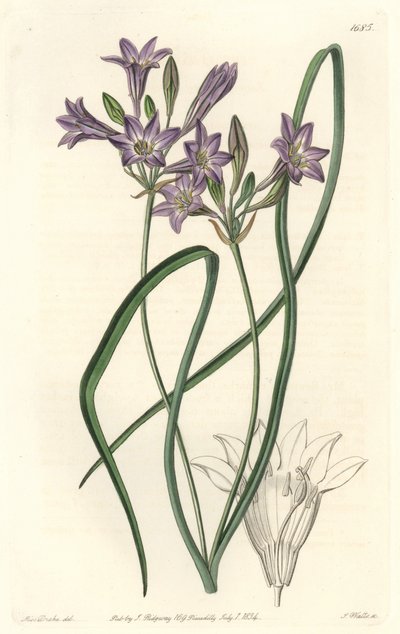 Triteleia ou brodiacea lache – S. Watts vízi forte Sarah Anne Drake (1803-1857) illusztrációjából, a botanikai nyilvántartásból alkotó: Sydenham Teast Edwards