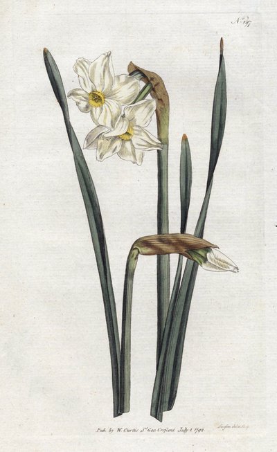 Kétvirágú nárcisz – Sydenham Edwards litográfiája (1768-1819), lemez William Curtis Botanical Magazine-jából (1746-1799) alkotó: Sydenham Teast Edwards