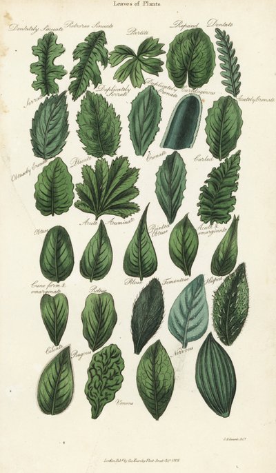 A növények leveleinek típusai. Kézi színű rézmetszet Sydenham Edwards nyomán, John Mason Good Pantologia, a New Encyclopedia című művéből, G. Kearsley, London alkotó: Sydenham Teast Edwards