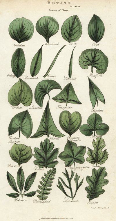 A növények leveleinek típusai. Kézi színű rézmetszet Sydenham Edwards nyomán, John Mason Good Pantologia, a New Encyclopedia című művéből, G. Kearsley, London alkotó: Sydenham Teast Edwards