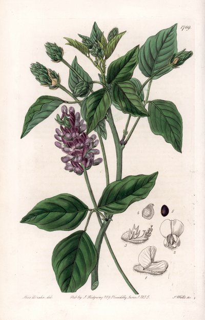 Variete de Psoralea – S.Watts gravírozott tábla Sarah Anne Drake (1803-1857) illusztrációjából, a Sydenham Edwards (1768-1819) botanikai nyilvántartásából, Angliából alkotó: Sydenham Teast Edwards