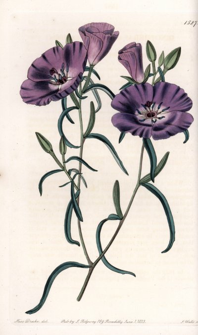 A dél-amerikai származású Clarkia fajtája S.Watts gravírozása, Sarah Anne Drake (1803-1857) illusztrációja alapján, a Sydenham Edwards (1768-1819) botanikai nyilvántartásából, Angliából alkotó: Sydenham Teast Edwards