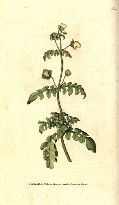 A calceoláris fajták - Pinnated papucsfű, Calceolaria pinnata. Kézzel színezett rézmetszet James Sowerby botanikai illusztrációja nyomán William Curtis The Botanical Magazine-jából, Lambeth Marsh, London alkotó: Sydenham Teast Edwards