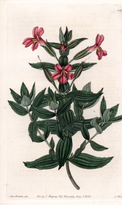 Különféle mimule (majom vagy pézsmavirág) S.Watts gravírozott tábla Sarah Anne Drake (1803-1857) illusztrációjából, a Sydenham Edwards (1768-1819) botanikai nyilvántartásából, Angliából alkotó: Sydenham Teast Edwards