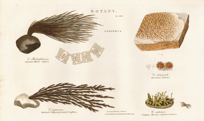 Különböző algafajok (Conferva) alkotó: Sydenham Teast Edwards