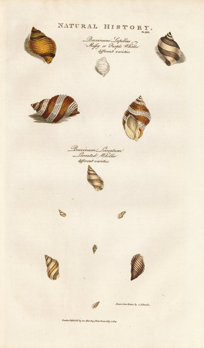 Különböző Whelks fajok alkotó: Sydenham Teast Edwards