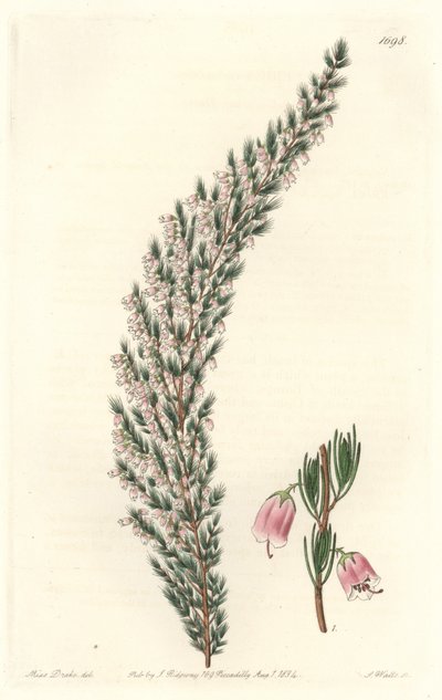 Hólyagos epiárium, eredetileg Európából – S. Watts Water forte Sarah Anne Drake (1803-1857) illusztrációjából, a botanikai nyilvántartásból alkotó: Sydenham Teast Edwards