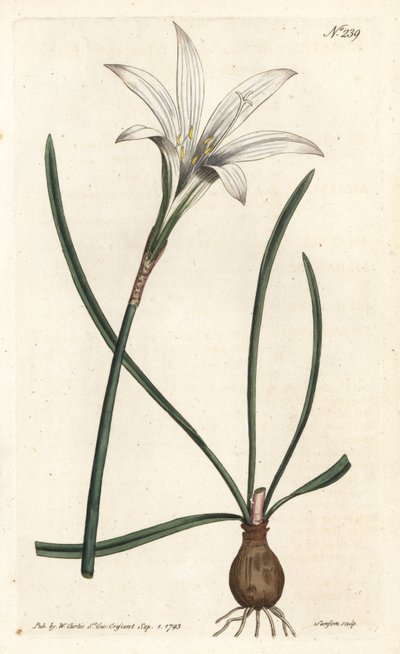 Virginia Amaryllis - Atamasco liliom, Zephyranthes atamasco (Amaryllis atamasco) - Sansom kézzel színezett rézmetszet Sydenham Edwards illusztrációja után, William Curtis Botanical Magazine-jában, London alkotó: Sydenham Teast Edwards