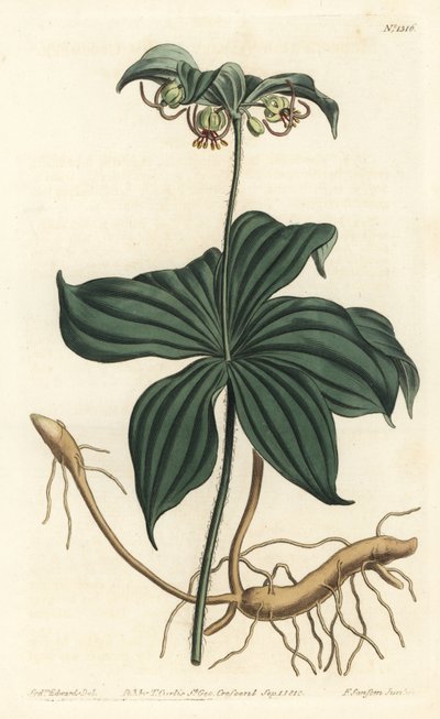 Virginia Medeole vagy vaduborka - indiai uborka, Medeola virginiana. F. Sansom Jr. kézi színű rézmetszete Sydenham Edwards illusztrációja után a William Curtis Botanical Magazine-ból, T. Curtis, London alkotó: Sydenham Teast Edwards