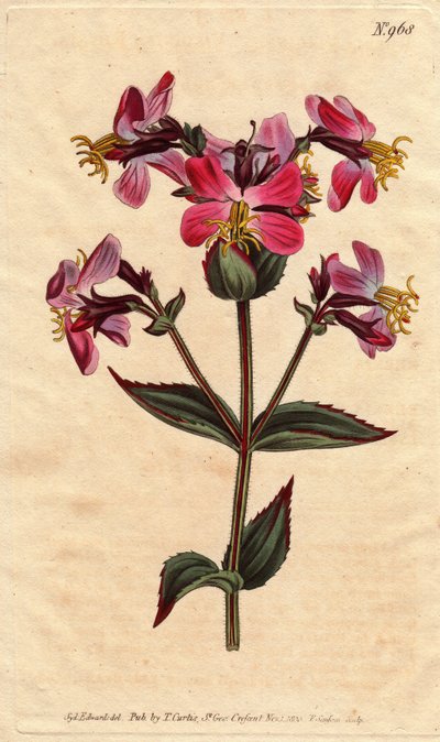 Virginia rhexia, lila és rózsaszín virágokkal Virginian rhexia, színes rózsaszín és mályva színű virágokkal. Rhexia virginica. Kézzel festett rézmetszet Sydenham Edwards botanikai illusztrációjáról William Curtis „” Botanical Magazine” című 1790-1. alkotó: Sydenham Teast Edwards