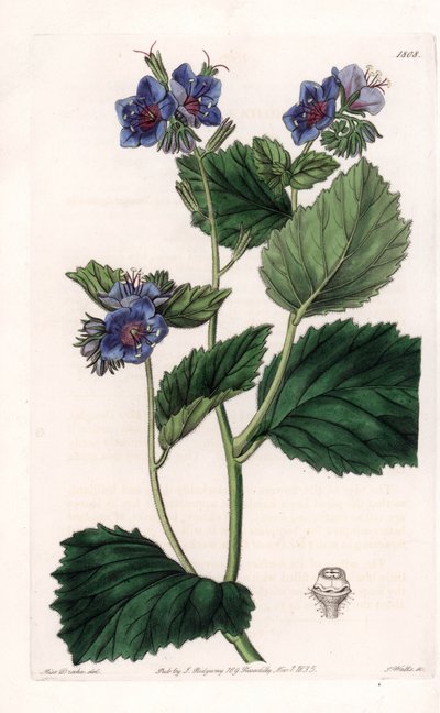 Viskózus Phacelia – S. Watts által gravírozott lemez Sarah Anne Drake (1803-1857) illusztrációjáról, a Sydenham Edwards (1768-1819) botanikai nyilvántartásából, Angliából alkotó: Sydenham Teast Edwards