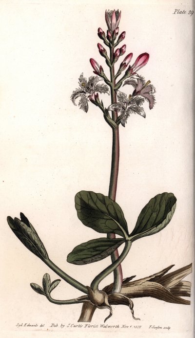 Water trefle vagy menyanthe water trefle. Színes rézmetszet, Sydenham Edwards (1768-1819) illusztrációja a Lambethi Botanikus Kert (Anglia) botanikai konferenciájához alkotó: Sydenham Teast Edwards