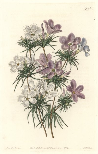 Fehér és lila leptoszifon – Erős víz, S. Watts Sarah Anne Drake (1803-1857) illusztrációjából, a botanikai nyilvántartásból alkotó: Sydenham Teast Edwards