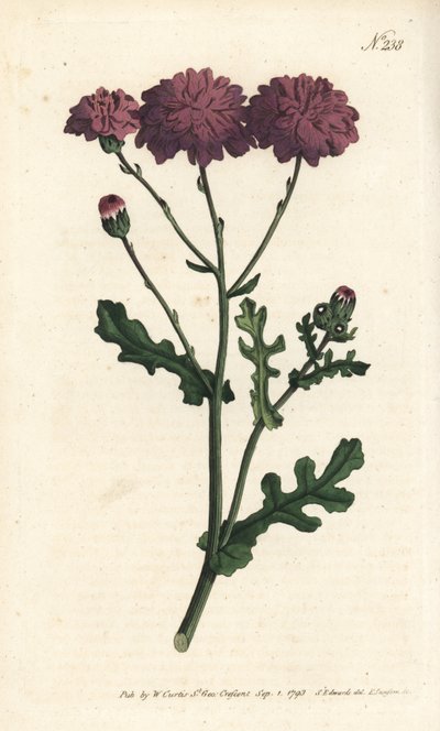 Wild cineraire - Lila ürge vagy parlagfű, Senecio elegans. Sansom kézzel színezett rézmetszet Sydenham Edwards illusztrációja nyomán William Curtis Botanical Magazine-ból, London alkotó: Sydenham Teast Edwards