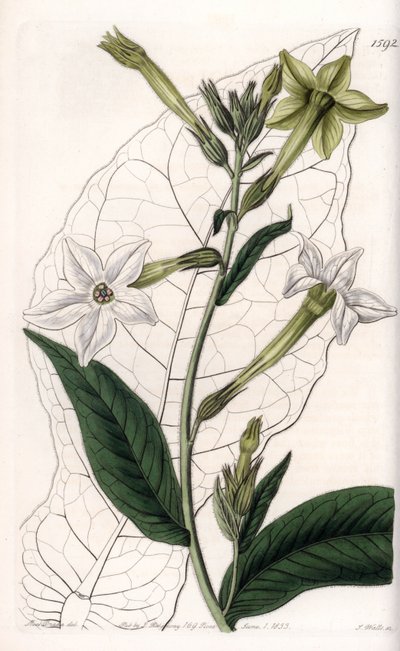 Szárnyas dohány vagy díszdohány – S.Watts által gravírozott tábla Sarah Anne Drake (1803-1857) illusztrációjáról, a Sydenham Edwards (1768-1819) botanikai nyilvántartásából, Angliából alkotó: Sydenham Teast Edwards