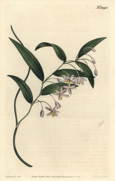 Wombat berry, vagy széleslevelű eustrephus, Eustrephus latifolius. Kézzel színezett rézmetszet, készítette F. Sansom Jr. Sydenham Edwards illusztrációja után, William Curtis