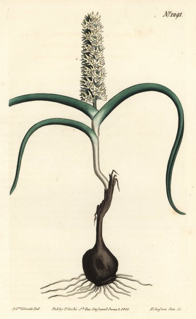 Wurmbea monopetala (Sok virágú melanthium, Melanthium monopetalum). F. Sansom Jr. kézi színű rézmetszete Sydenham Edwards illusztrációja után a William Curtis Botanical Magazine-ból, T. Curtis, London alkotó: Sydenham Teast Edwards