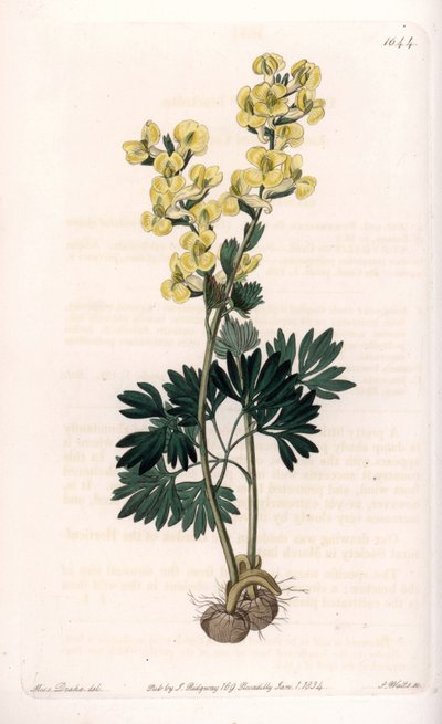Sárga virágú corydale variete – S. Watts metszet, Sarah Anne Drake (1803-1857) illusztrációja alapján, a Sydenham Edwards (1768-1819) botanikai nyilvántartásából, Angliából alkotó: Sydenham Teast Edwards