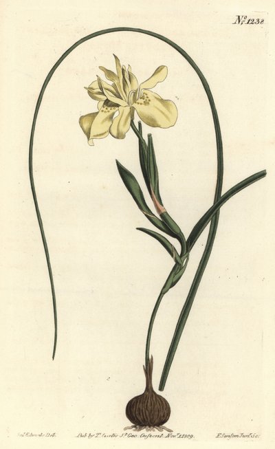 Sárga, eszkulens gyökerű moraea, Moraea fugax (Moraea edulis). F. Sansom Jr. kézi színű rézmetszete Sydenham Edwards illusztrációja után a William Curtis Botanical Magazine-ból, T. Curtis, London alkotó: Sydenham Teast Edwards