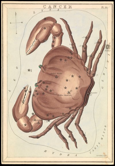 Rák, 1825 körüli (kártya, papír, szövet ) alkotó: Sydney Hall