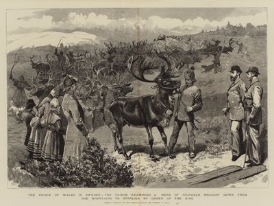 A svéd walesi herceg, a herceg egy rénszarvascsordát vizsgál, aki a király parancsára a hegyekből Storlienbe vitték alkotó: Sydney Prior Hall