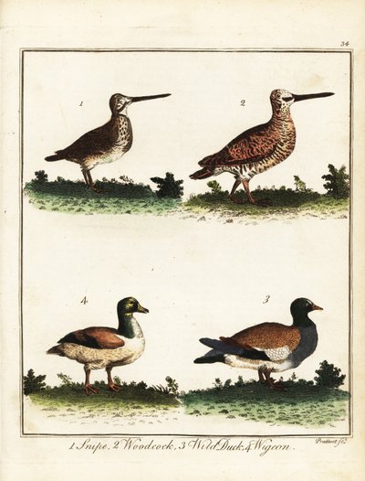 Vadmadarak: szalonka, erdei kacsa, vadkacsa és vadkacsa. 1792 (metszet) alkotó: T. Prattent