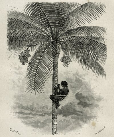 La recolte de la wax de palmier ceroxylon, dans le Quindio (Kolumbia), Taylor és Ferdinandus metszet, E.Andre L