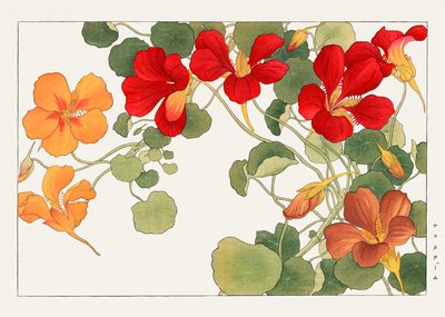 Nasturtium virág a "Seiyou Sokazufu"-ból alkotó: Tanigami Konan