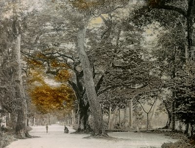 Évszázados fák a kiotói Shimogamo parkban, 1900-1915 körül (fénykép) alkotó: Teijiro Takagi