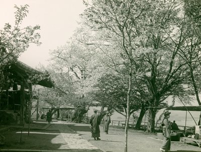 Cseresznyevirágzás Otsu városában, Honshu sziget, 1900 körül - 1915 (fénykép) alkotó: Teijiro Takagi
