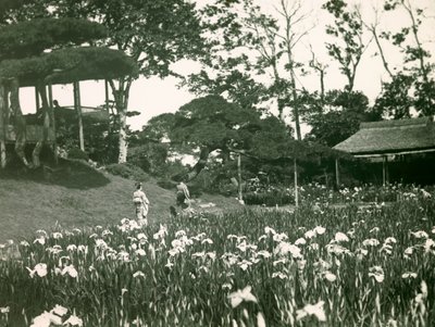 Horikiri Shobuen íriszkertje Tokióban, 1900-1915 körül (fénykép) alkotó: Teijiro Takagi