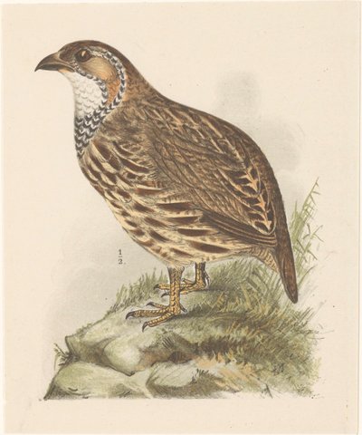 Fogoly (francolinus jugularis) alkotó: Theo van Hoytema