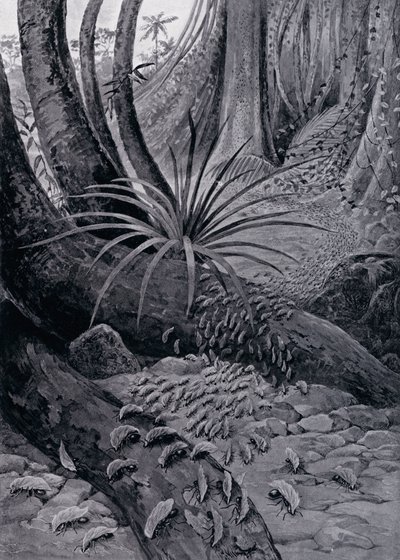 The Coushie vagy levélvágó hangya (litho) alkotó: Theobald Carreras