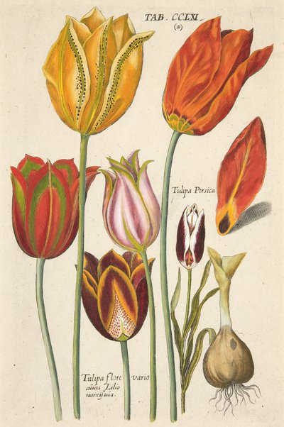 Tulipánok. Az új Florilegiumból, vagyis a Variorumból és a Virágok és Növények legtöbb sugarából, kocsma. 1612 (kézzel színezett metszet) alkotó: Theodore de Bry