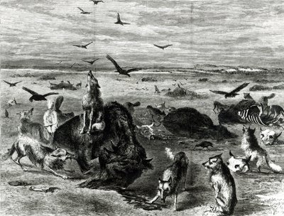 Bivalyok levágása a síkságon, a Harpers Weekly 1872-ből alkotó: Theodore Russell Davis