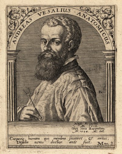 Andreas Vesalius flamand orvos, anatómus alkotó: Theodore de Bry