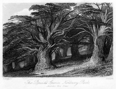 The Druids Grove, Norbury Park, Surrey, 19. század. alkotó: Thomas Allom