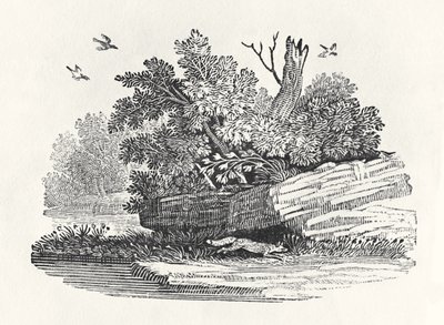 A róka menekülése a „Négylábúak általános történetéből”, 1790-ben (fametszet) alkotó: Thomas Bewick