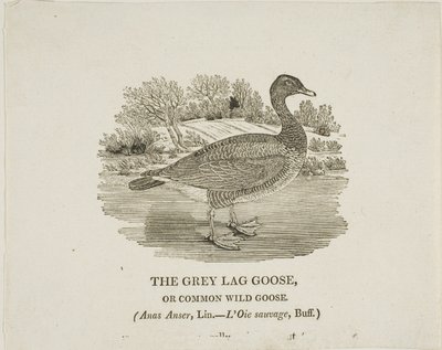 Grey Lag Goose alkotó: Thomas Bewick