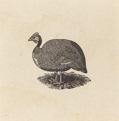 Gyöngytyúk alkotó: Thomas Bewick