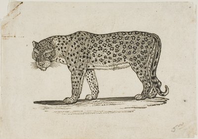Leopárd alkotó: Thomas Bewick