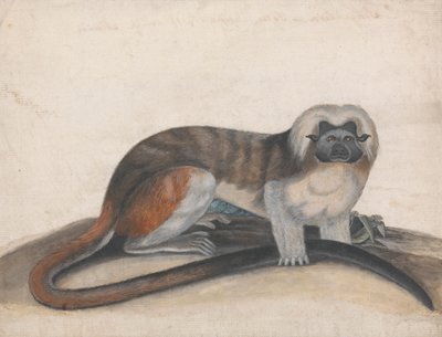 Tanulmány a "The Pinche or Red Tailed Monkey"-hoz (korábban Cottenhead Marmoset) alkotó: Thomas Bewick