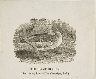 Szelíd liba alkotó: Thomas Bewick