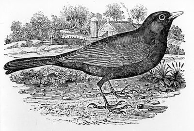 The Blackbird, illusztráció Thomas Bewick „A British Birds története” című művéből, először 1797-ben jelent meg alkotó: Thomas Bewick
