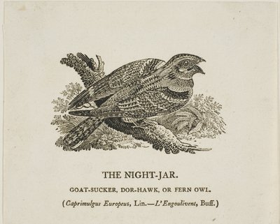 Az éjszakai tégely alkotó: Thomas Bewick