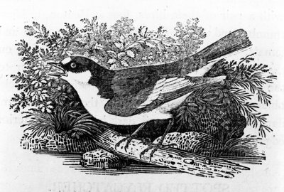 The Pied Flycatcher, illusztráció Thomas Bewick „A British Birds története” című művéből, először 1797-ben jelent meg alkotó: Thomas Bewick