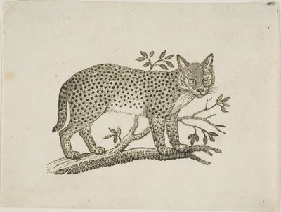 A szervál alkotó: Thomas Bewick