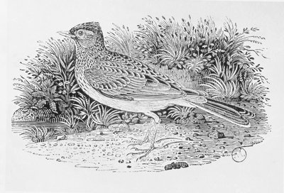 A pacsirta (Alauda arvensis) a "History of British Birds" I. kötetéből, pub. 1797 (fametszet) alkotó: Thomas Bewick