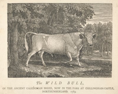 A vad bika, az ősi kaledóniai fajtából, jelenleg a parkban, a Chillingham-kastélyban, Northumberlandban. alkotó: Thomas Bewick